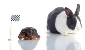turtlerabbit